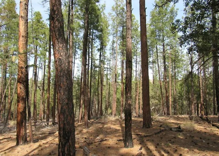 Forest 2 Birds Nest Holiday home Payson